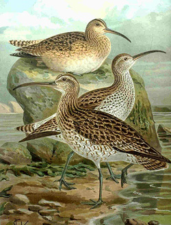 Slender-billed curlew