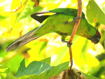 As part of the annual review, the Service is soliciting additional information on 20 foreign species, including the Uvea parakeet, pictured feeding on a papaya at the edge of a forest on the island of Uvea, New Caledonia (a territory of France) in the South Pacific Ocean. 