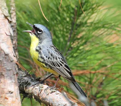 Kirtland's Warbler