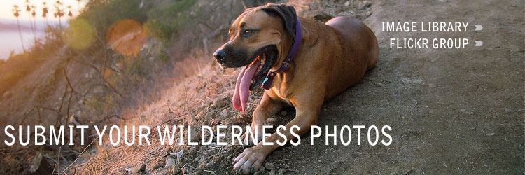 Donut, wilderness dog, takes a rest on the trail (Credit: Leah Anova)