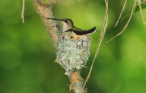 Archilochus colubris (female), Whitehall Mill, North Oconee River, Clarke County, Georgia, USA. Photo credit: Alan Cressler.