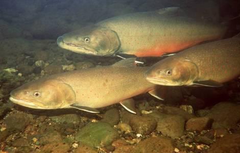 USGS scientists are examining how climate change may be impacting the habitats of native trout, such as bull trout (Salvelinus confluentus), throughout the Rocky Mountains and the interior western United States. Photo credit: USGS