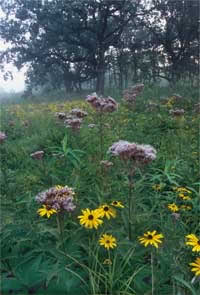 Spotted Joe Pye Weed and Sullivant's Coneflower growing in a seep within Prairie Creek Woods.