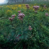 Closeup of Spotted Joe Pye Weed.