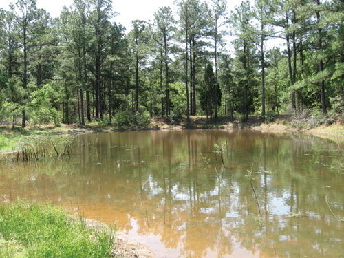 For breeding, including egg and tadpole development, Houston toads require still or slow-flowing bodies of water, such as this shallow pond.