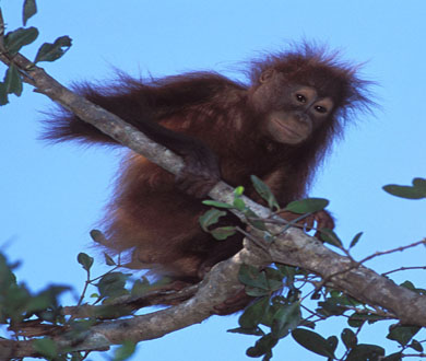 Young Orangutan in a tree. Credit: HUTAN/KOCP