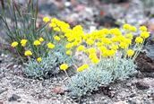 Crosby's Buckwheat