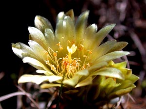 yellow-tobusch-fishhook-cactus-bloom