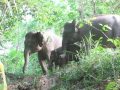 Video still of an Asian elephant herd from Asian Elephant video.