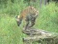 Video still of young tiger jumping off a log from Rhino Tiger video.