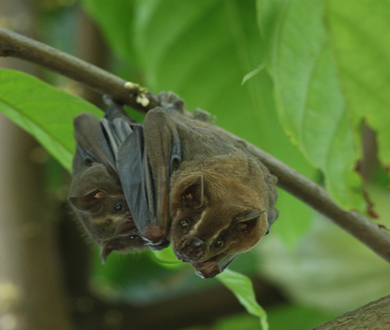 Two great fruit eating bats haning from tree branch. Credit: USFWS