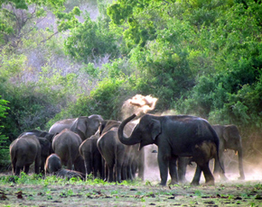 Asian elephant heard bathing in the mud. Credit: Jennifer Pastorini