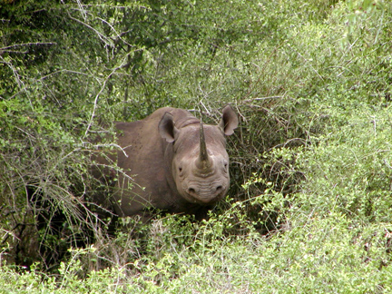 Rhino emerged in a bush. Credit