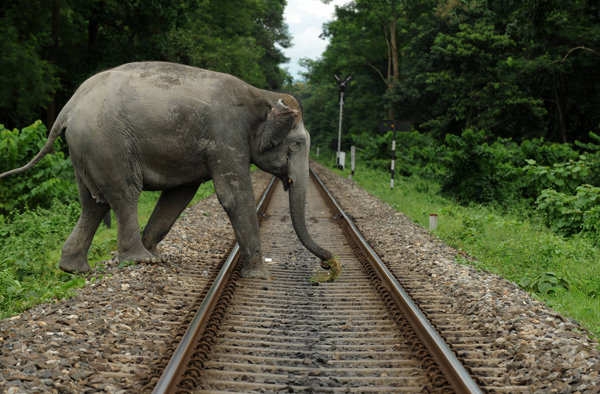 Asian elephant crossing train tracks. Credit: Diptendu Duttaaf