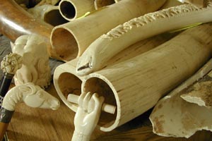 elephant-tusks-and-ivory-products