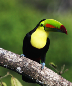 toucan-on-branch