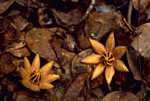 mahogany-seed-blooms