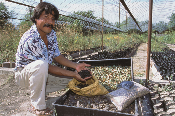 Man Cultivating Agave in a Greenhouse. Credit: USFWS.