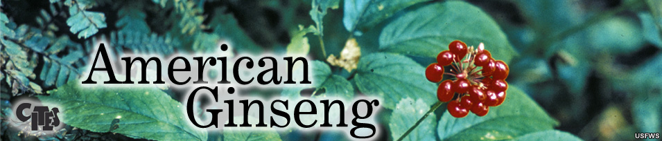 american-ginseng-fruit