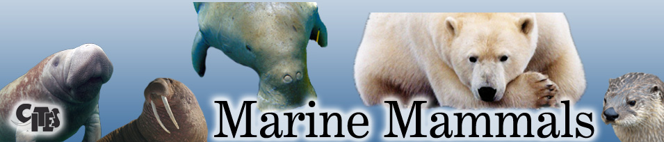 marine-mammals-collage