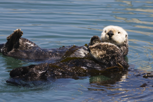 sea-otters-floating-on-backs