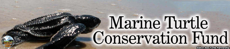 marine turtle conservation fund banner
