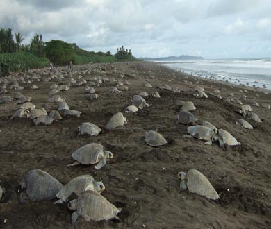 Olive Ridley sea turtles on the beach. Credit: Roldan Valverde