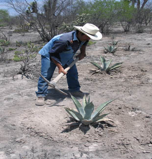 Man farming agave in Mexican field. Credit: USFWS