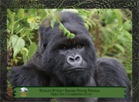 April 2012, Mountain gorilla
