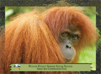 August 2012, Orangutan