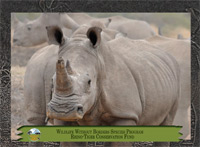 December 2011, White rhinoceros