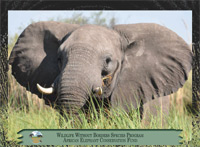February 2013, African elephant