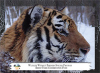 January 2012, Amur tiger