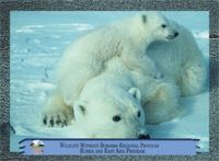 January 2013, Polar bear