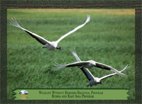 March 2012, Red-crowned cranes