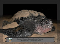 May 2012, Leatherback sea turtle