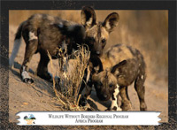 November 2012, African wild dogs