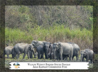 October 2012, Asian elephant group