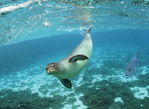 monk-seal-underwater