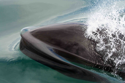 Migrating Whale. Credit: Bahia Aventuras, Costa Rica