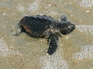 baby-sea-turtle-in-sand