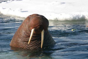 walrus-swimming