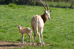 scimitar-oryx-adult-and-calf