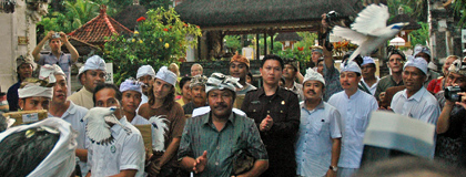 Pair of Bali starlings released from captavity. Credit: USFWS