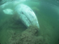 a gray whale feeding on bottom-dwelling