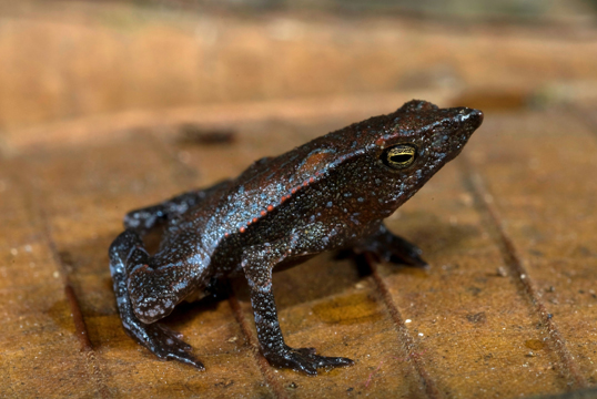 possible new toad species