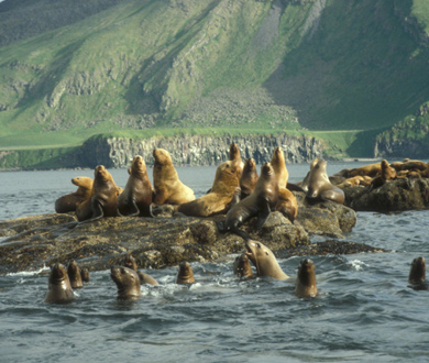 Pack of sea lions in the ater and on land. Credit: Kevin Bell
