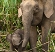 Asian Elephant and Baby. Credit HUTAN/ Tun Min Poh