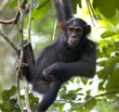 Chimpazee hanging in a tree Credit: I. Nichols