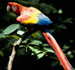 Macaw in a tree Credit: Corel